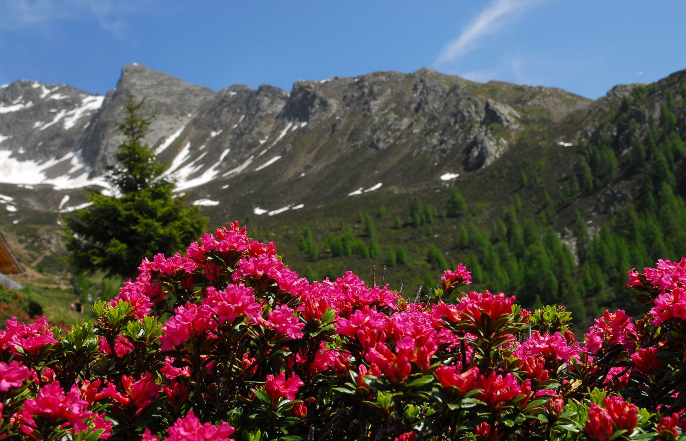 Alpine roses in Val Passiria