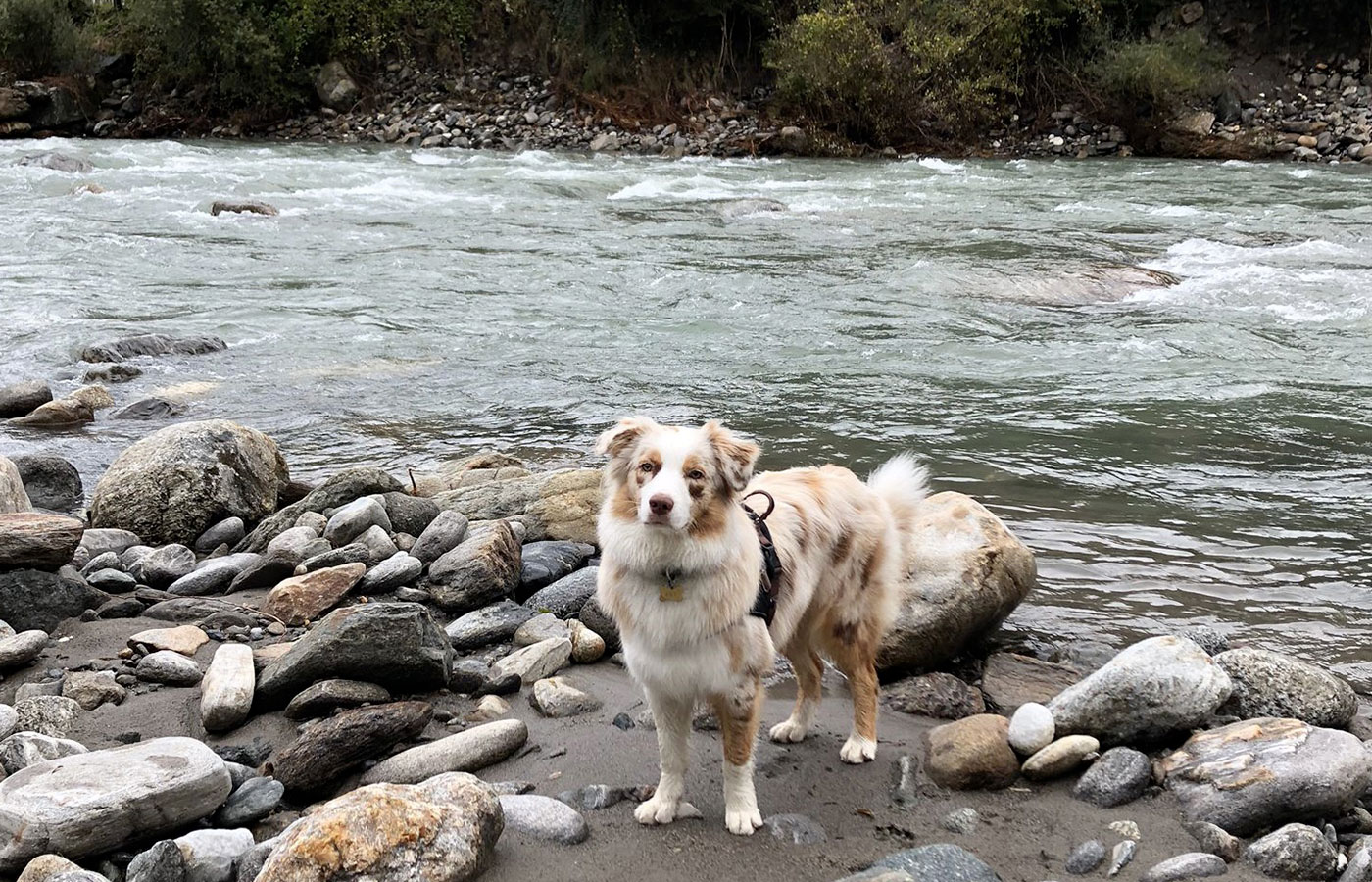 hund alpenhof saltaus